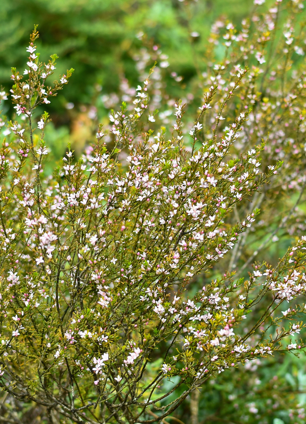 Narrow_leafed_boronia  Australia,Cyanothamnus anemonifolius,Geotagged,Spring,Sticky boronia