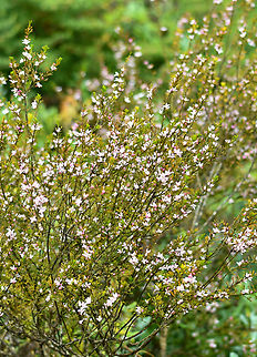 Narrow_leafed_boronia  Australia,Cyanothamnus anemonifolius,Geotagged,Spring,Sticky boronia