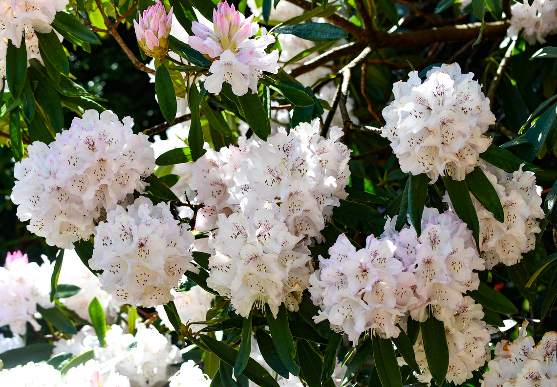 Rhododendron Hybrid-Triumph de Grande Spring has arrived and the Rhododendrons are in bloom everywhere.There are many Rhododendrons planted throughout the Blue Mountains in gardens and there is a big festival as they grow well here because of the cooler climate.<br />
Interestingly, Australia has only 2 native species Rhododendron lochiae and viriosum  and they are only found in Wet Tropics World Heritage areas above 950m and difficult to access.They grow in beautiful red bell clusters. Australia,Common Rhododendron,Geotagged,Rhododendron grande,Rhododendron ponticum,Spring,rhododendron grande