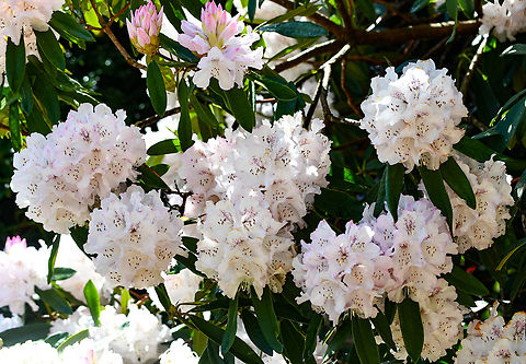 Rhododendron Hybrid-Triumph de Grande Spring has arrived and the Rhododendrons are in bloom everywhere.There are many Rhododendrons planted throughout the Blue Mountains in gardens and there is a big festival as they grow well here because of the cooler climate.
Interestingly, Australia has only 2 native species Rhododendron lochiae and viriosum  and they are only found in Wet Tropics World Heritage areas above 950m and difficult to access.They grow in beautiful red bell clusters. Australia,Common Rhododendron,Geotagged,Rhododendron grande,Rhododendron ponticum,Spring,rhododendron grande