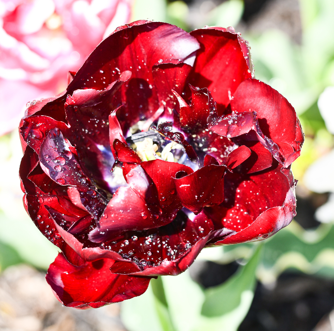 Tulipa hybrida- Queensland -Mascotte:(Dutch design mix) Tulips are in full bloom at the moment.<br />
This was taken in the botanic gardens at Mt Tomah. Australia,Geotagged,Spring,Tulip,Tulipa,Tulipa gesneriana
