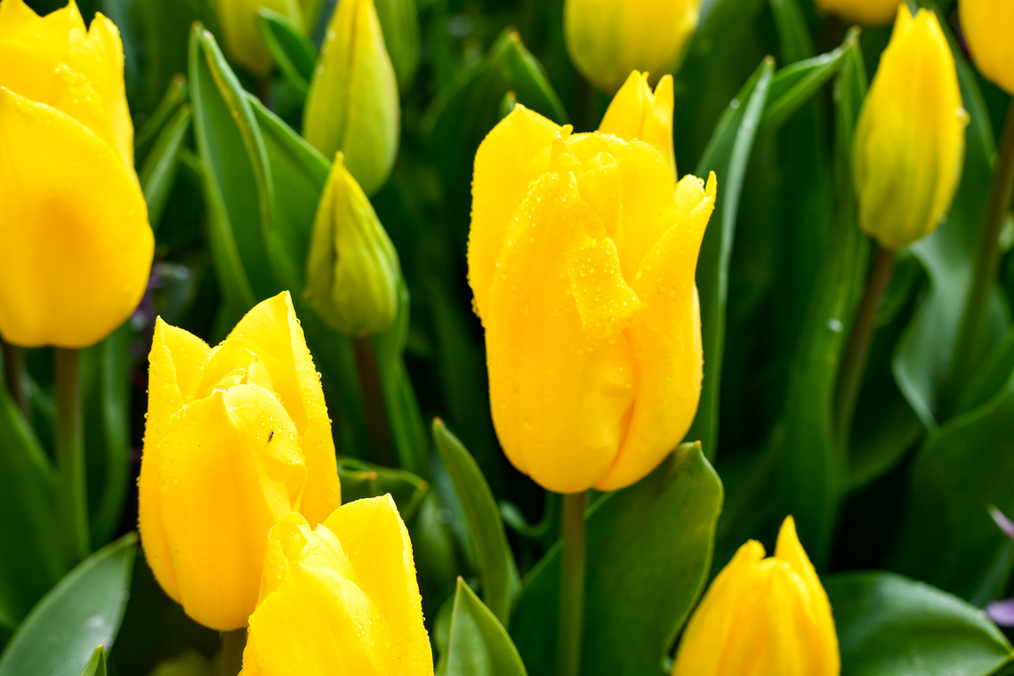 Yellow Tulips  Australia,Geotagged,Spring,Tulip,Tulipa,Tulipa gesneriana
