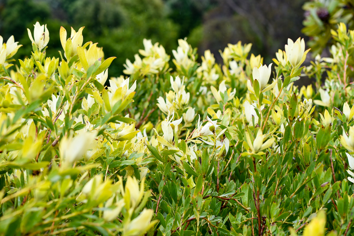 Leucadendron x Discolour- Lime Magic  Australia,Common Sunshine Conebush,Geotagged,Leucadendron salignum,Spring