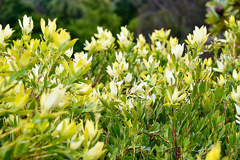Leucadendron x Discolour- Lime Magic  Australia,Common Sunshine Conebush,Geotagged,Leucadendron salignum,Spring