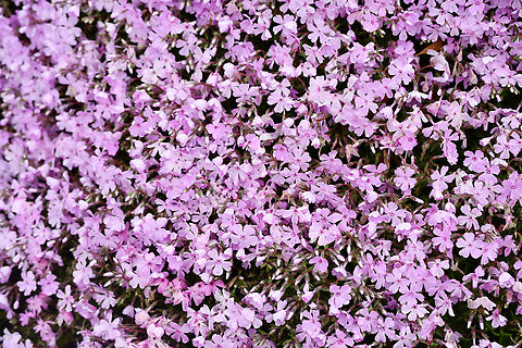 Moss Phlox in Botanic Gardens  Australia,Geotagged,Moss Phlox,Phlox subulata,Spring