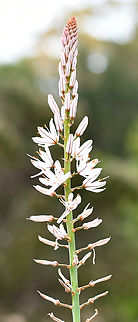 White Asphodel in Botanic Gardens  Asphodelus albus,Australia,Geotagged,Spring,White asphodel