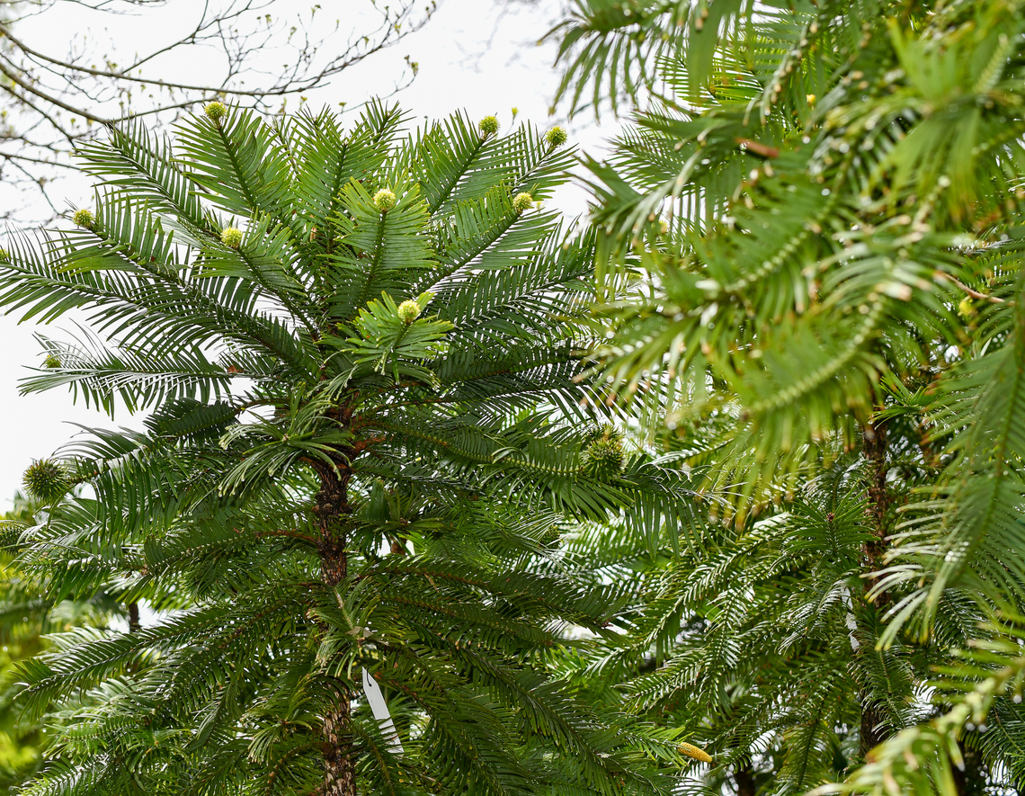 Wollemi Pine  Australia,Geotagged,Spring,Wollemia,Wollemia nobilis