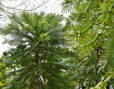 Wollemi Pine  Australia,Geotagged,Spring,Wollemia,Wollemia nobilis