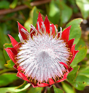 King Protea  Australia,Geotagged,King protea,Protea cynaroides,Spring