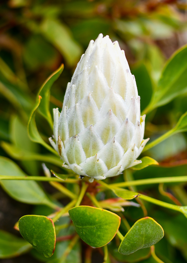 King White Protea About to bloom! Australia,Geotagged,King protea,Protea cynaroides,Spring