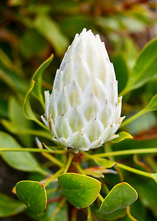 King White Protea About to bloom! Australia,Geotagged,King protea,Protea cynaroides,Spring