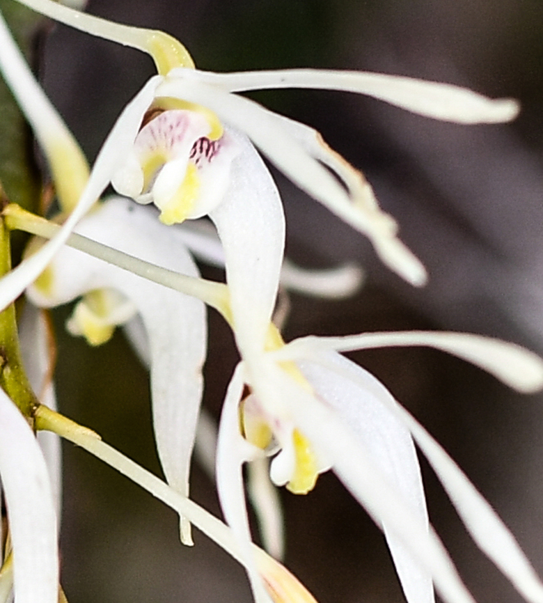 Rats Tail Orchid  Australia,Dendrobium teretifolium,Geotagged,Northern pencil orchid,Spring