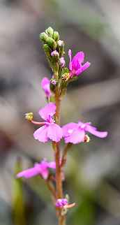 Trigger Plant  Australia,Geotagged,Grass Triggerplant,Spring,Stylidium graminifolium