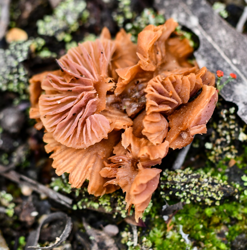 Gumtree Deceiver  Australia,Geotagged,Laccaria fraterna,Spring,laccaria fraterna