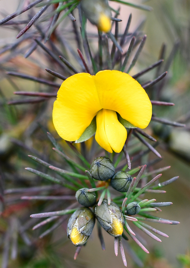 Large Wedge Pea  Australia,Geotagged,Gompholobium grandiflorum,Large wedge-pea,Spring
