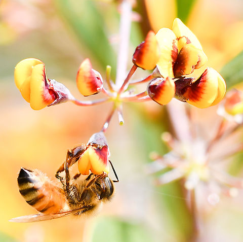European Honey Bee enjoying the nectar.  Australia,Daviesia ulicifolia,Geotagged,Gorse Bitter Pea,Spring