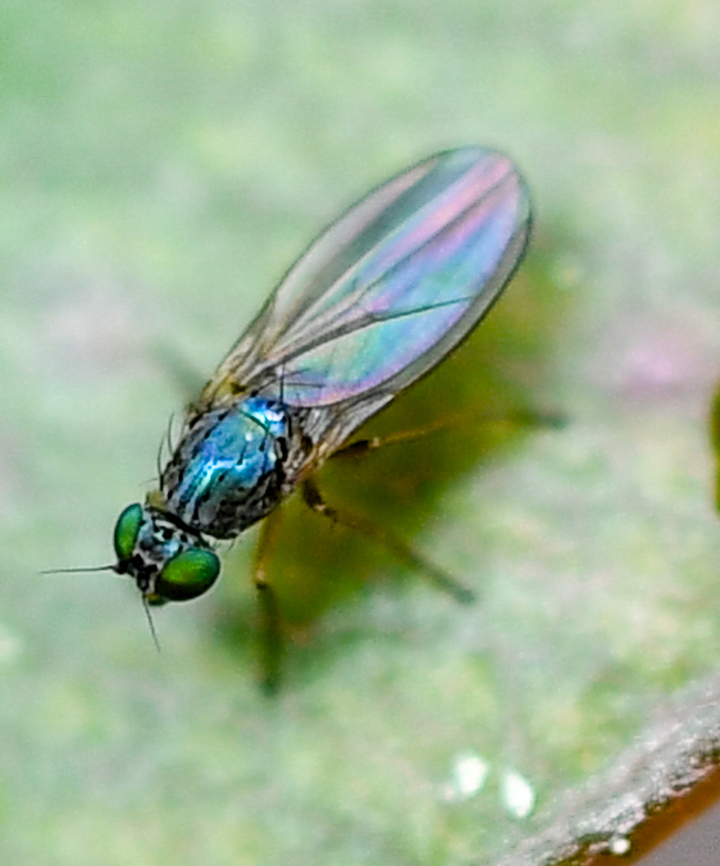 Chrysosoma leucopogon? Don&#039;t have any photos of the abdomen unfortunately as wings were closed. Australia,Geotagged,Spring