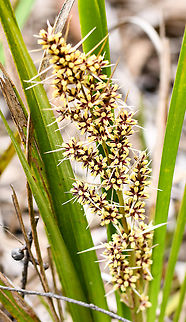 Spiny head mat rush  Australia,Geotagged,Lomandra longifolia,Spring
