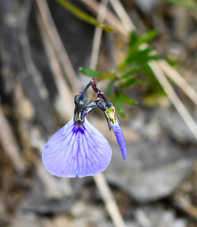 Lady's slipper  Australia,Geotagged,Lady's Slipper,Pigea monopetala,Spring