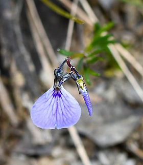 Lady's slipper  Australia,Geotagged,Lady's Slipper,Pigea monopetala,Spring