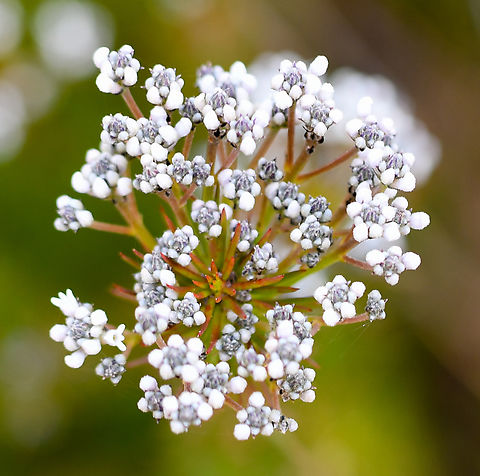 Smokebush  Australia,Conospermum longifolium,Geotagged,Long leaf smokebush,Spring