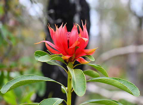 Waratah  Australia,Geotagged,Spring,Telopea speciosissima,Waratah
