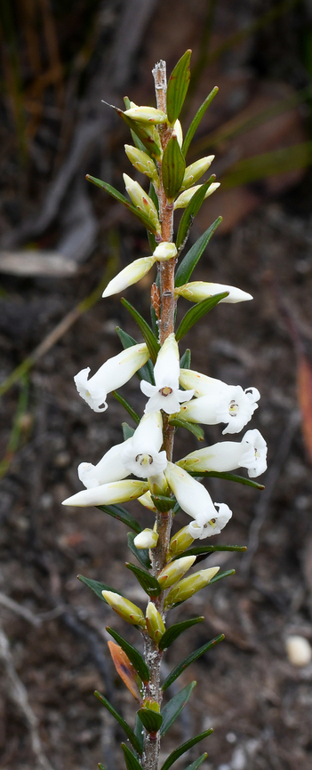 Blunt-leaf heath