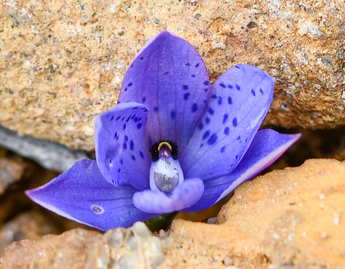 Spotted Sun Orchid  Australia,Geotagged,Spotted sun orchid,Spring,Thelymitra ixioides