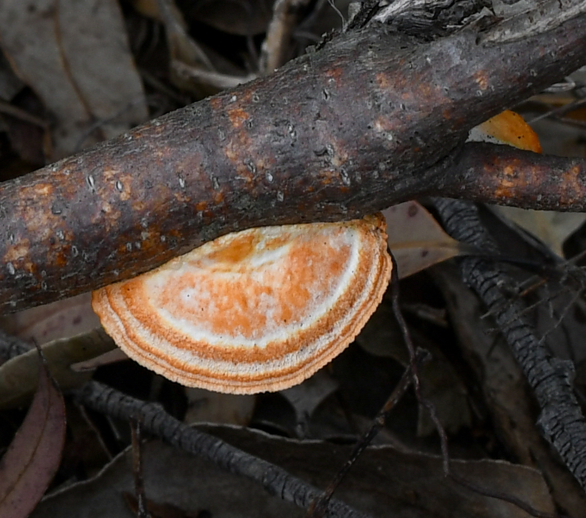 Souther Cinnabar  Australia,Geotagged,Southern Cinnabar Polypore,Spring,Trametes coccinea