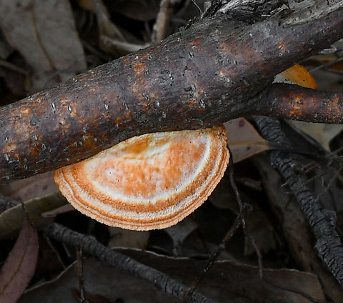 Souther Cinnabar  Australia,Geotagged,Southern Cinnabar Polypore,Spring,Trametes coccinea