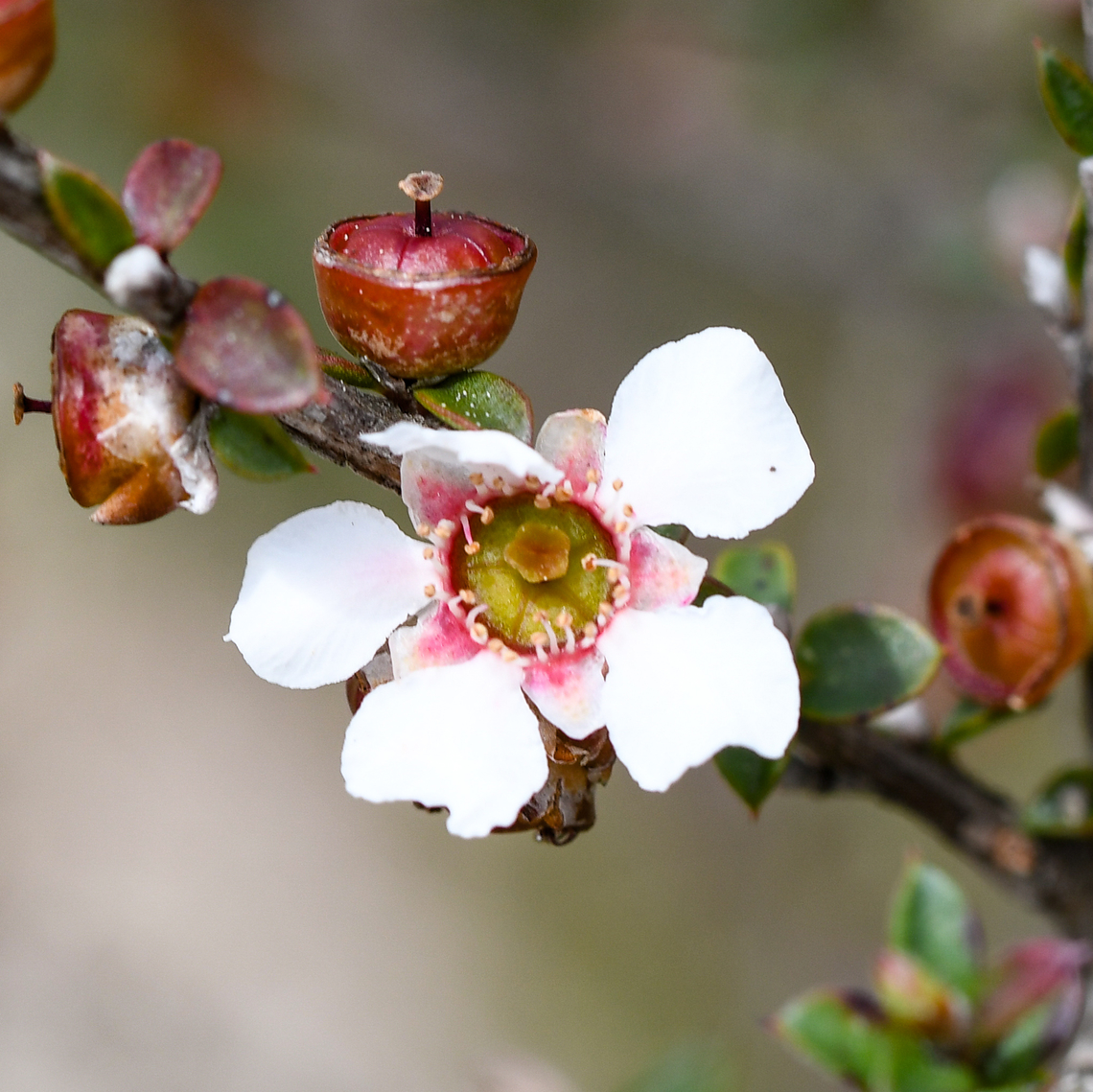 Manuka  Australia,Geotagged,Leptospermum scoparium,Mānuka,Spring