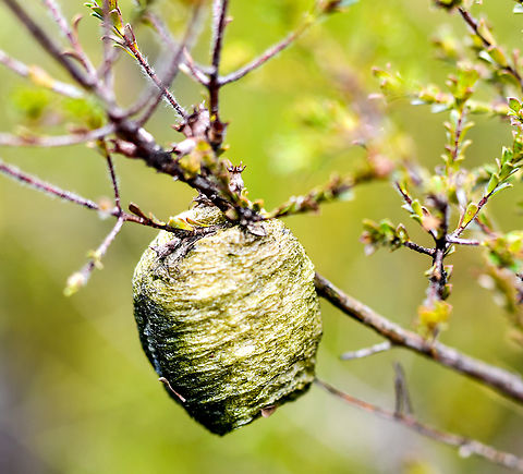 Ootheca  Australia,Australian Green Mantis,Geotagged,Orthodera ministralis,Spring
