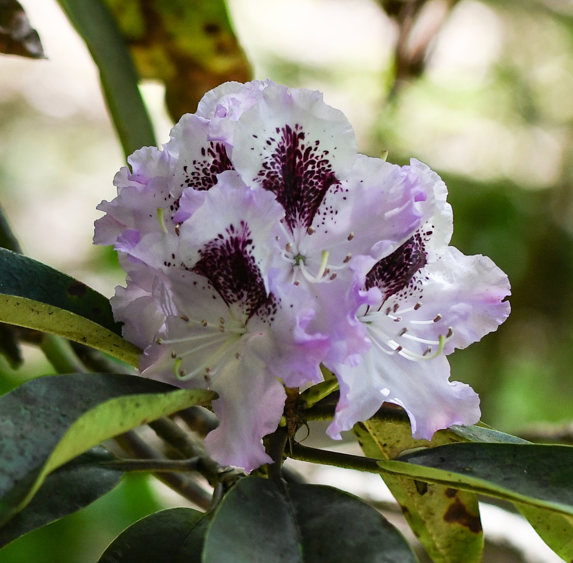 Rhododendron Arthur Bedford This is a cultivar growing in Windy Ridge Gardens at Mt Wilson. Australia,Geotagged,Rhododendron,Spring,rhododendron