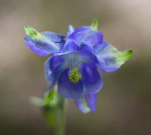 Columbine growing in Mt Wilson Gardens  Aquilegia vulgaris,European Columbine