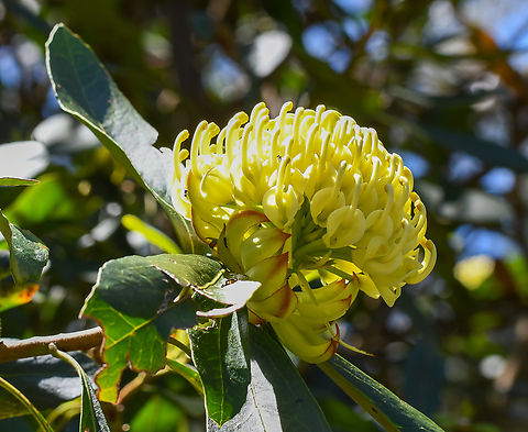 Shady Lady Yellow Cultivar  Australia,Geotagged,Spring,Telopea speciosissima,Waratah