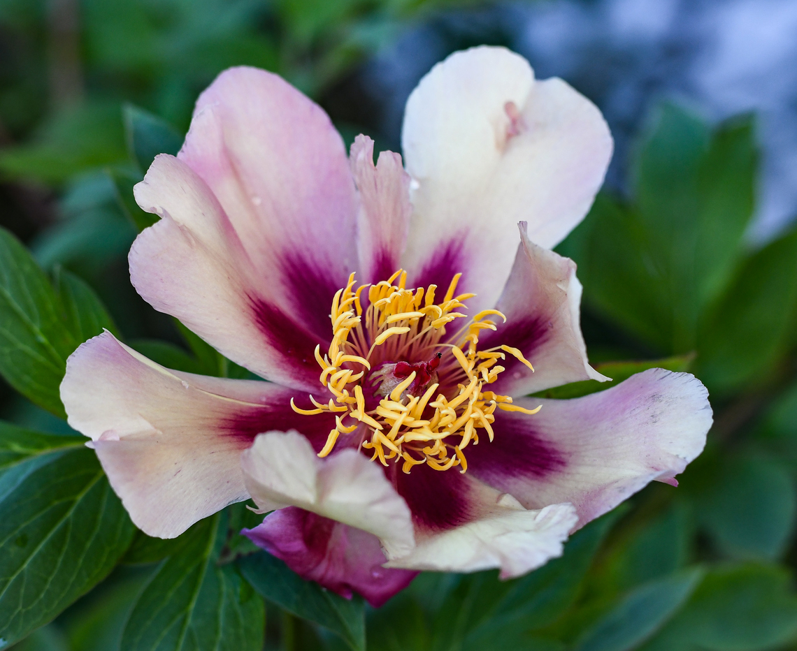 Paeonia hybrid-Court Jester Growing in Windy Ridge gardens Australia,Geotagged,Spring
