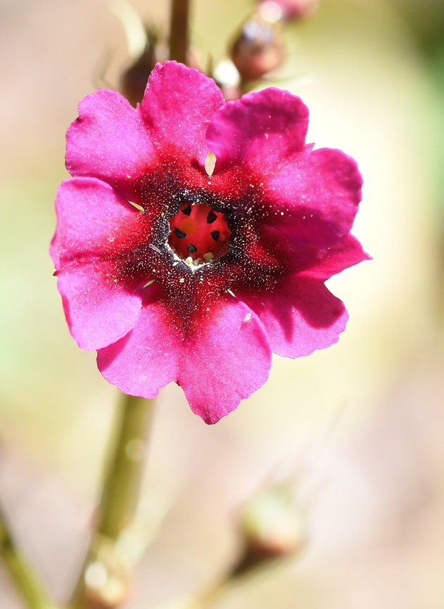 Monkey Flower Growing in Windy Ridge Gardens Australia,Diplacus kelloggii,Geotagged,Spring,displacus kelloggi