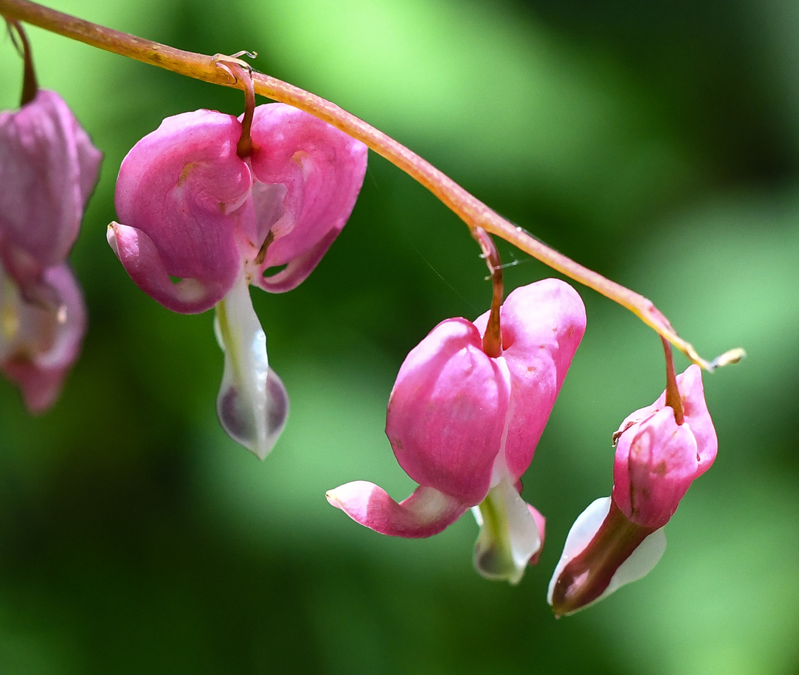 Asian Bleeding Heart Growing in Windy Ridge Gardens Australia,Bleeding Heart,Geotagged,Lamprocapnos spectabilis,Spring