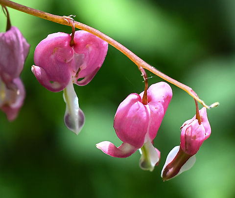 Asian Bleeding Heart Growing in Windy Ridge Gardens Australia,Bleeding Heart,Geotagged,Lamprocapnos spectabilis,Spring