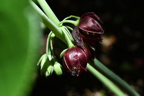 Dysosma pleiantha (Podophyllum pleianthum) Growing in Windy Ridge Gardens. Australia,Dysosma pleiantha,Geotagged,Many-flowered Chinese mayapple,Podophyllum pleianthum,Spring