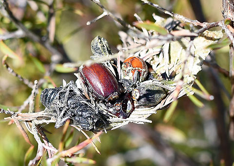 Insect Graveyard Whatever made this nest sure had a feast lined up!!! Australia,Geotagged,Spring