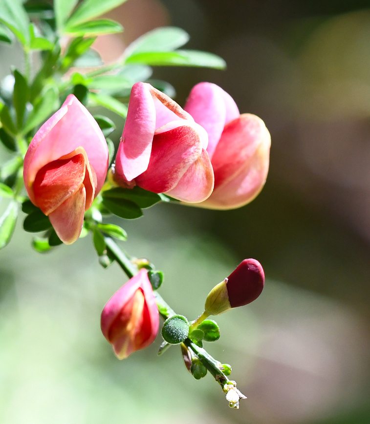 Chaparral Pea This is endemic to California. It was growing in Windy Ridge Garden. Australia,Geotagged,Pickeringia,Pickeringia montana,Spring