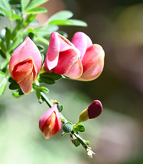Chaparral Pea This is endemic to California. It was growing in Windy Ridge Garden. Australia,Geotagged,Pickeringia,Pickeringia montana,Spring