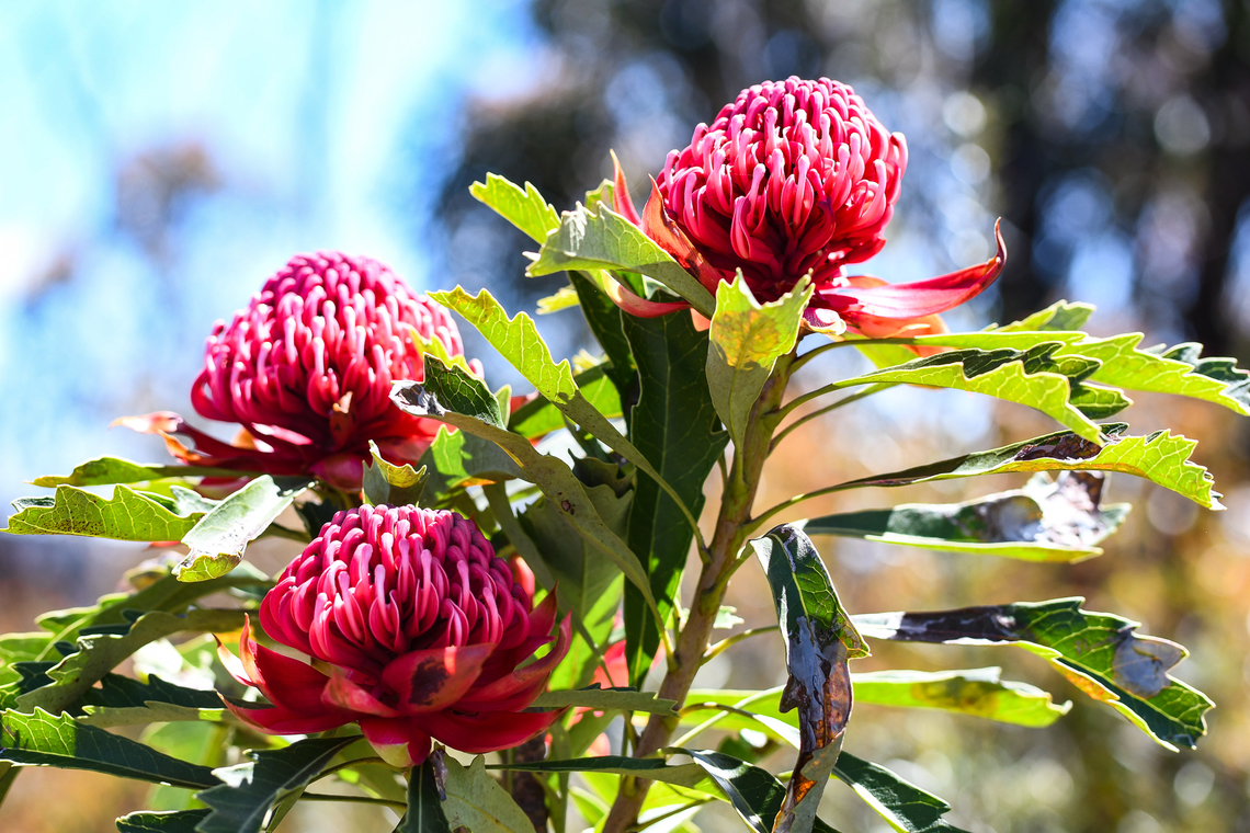 Wild Waratahs The bush is ablaze with Waratahs at present. This area was badly burnt in the bushfires in 2019-2020 and its great to see how many wildflowers are blooming in what was once charred earth. Australia,Geotagged,Spring,Telopea speciosissima,Waratah