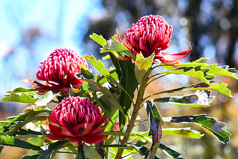 Wild Waratahs The bush is ablaze with Waratahs at present. This area was badly burnt in the bushfires in 2019-2020 and its great to see how many wildflowers are blooming in what was once charred earth. Australia,Geotagged,Spring,Telopea speciosissima,Waratah