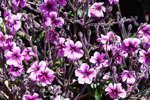 Giant herb Robert These were growing in Windy Ridge Gardens. Australia,Geotagged,Geranium maderense,Spring,geranium maderense