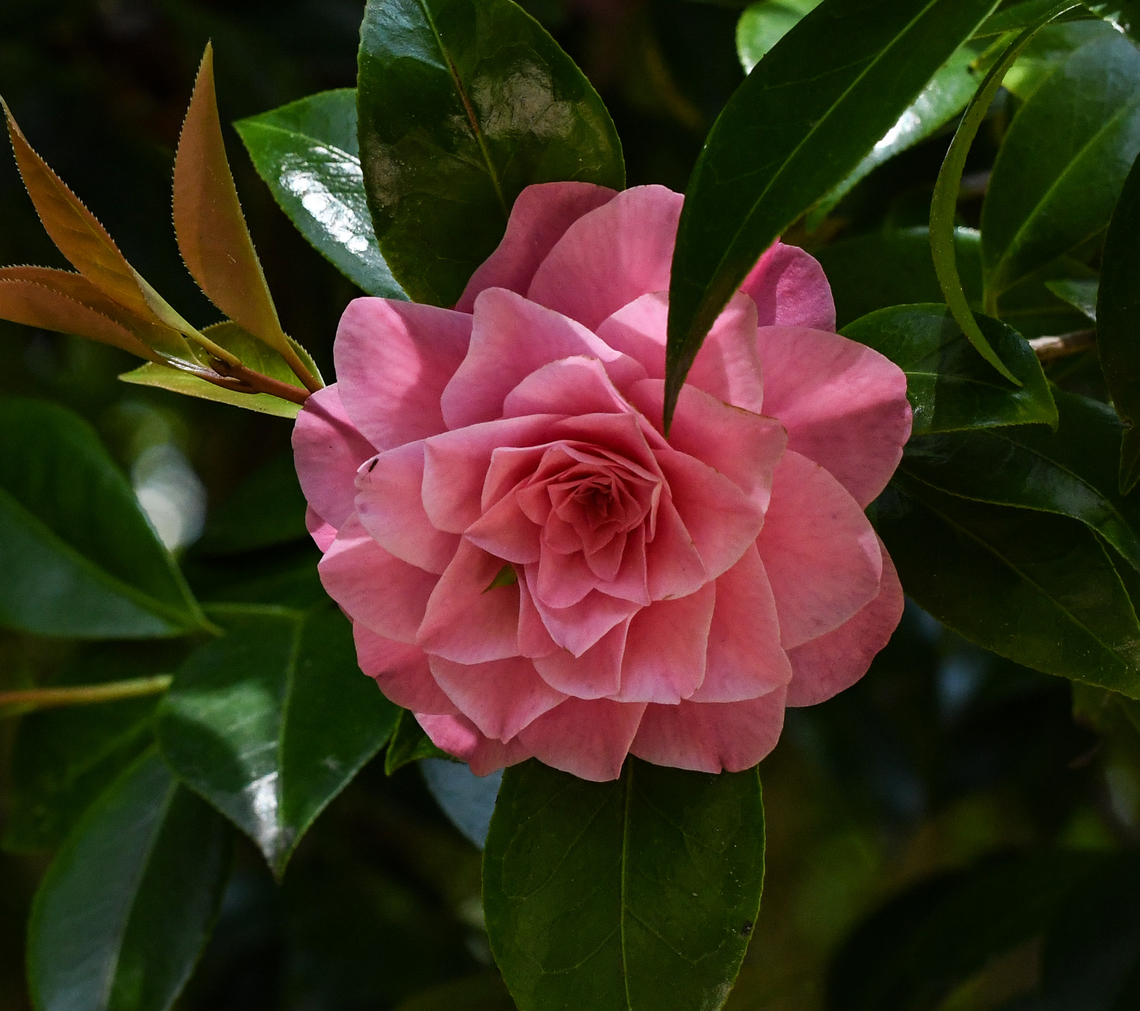 Camellia Hybrid  Australia,Geotagged,Spring