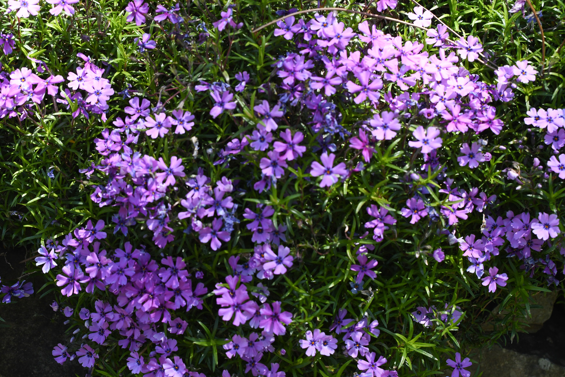 Moss Phlox Growing in Windy Ridge Gardens. Australia,Creeping Phlox,Geotagged,Moss Phlox,Phlox stolonifera,Phlox subulata,Schinia indiana,Spring