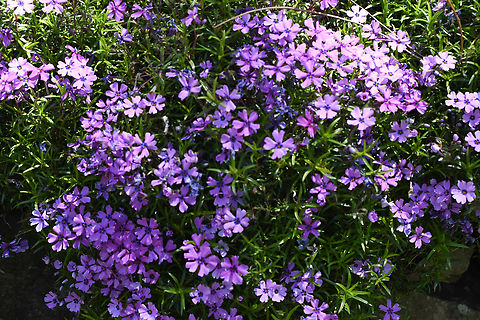 Moss Phlox Growing in Windy Ridge Gardens. Australia,Creeping Phlox,Geotagged,Moss Phlox,Phlox stolonifera,Phlox subulata,Schinia indiana,Spring
