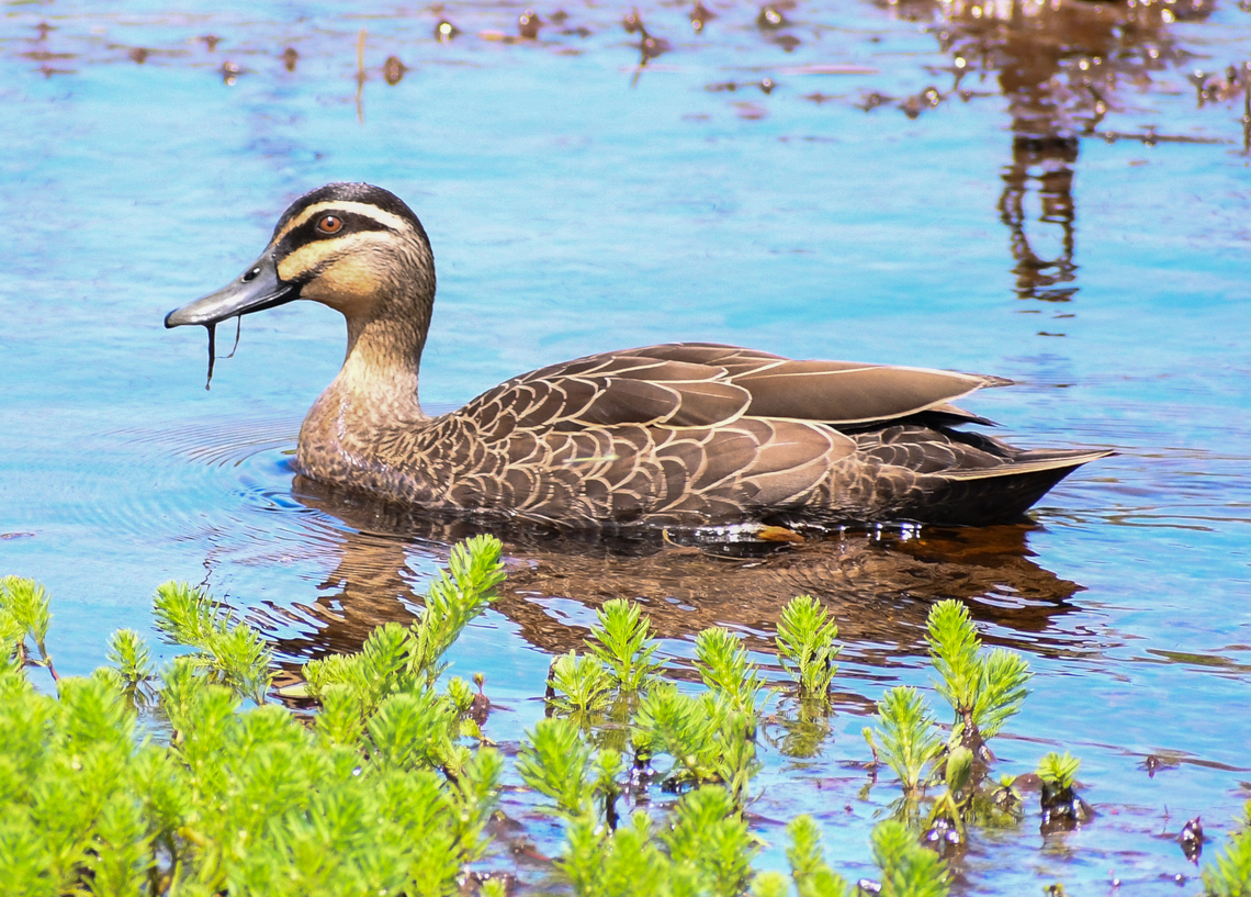 Pacific Black Duck  Anas superciliosa,Australia,Geotagged,Pacific black duck,Spring